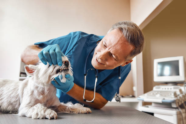 Best Emergency Wisdom Teeth Removal in Bressler, PA